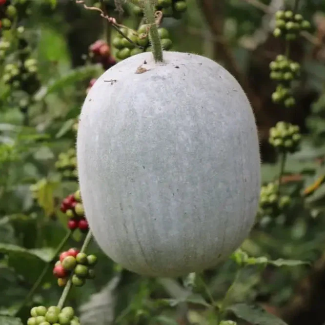 Ash Gourd Seeds for Gardening - High-Quality, Heirloom Seeds for a Bountiful Harvest in Your Home Garden