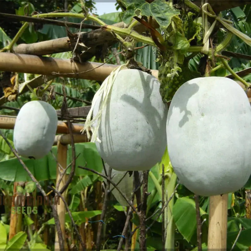 Ash Gourd Seeds for Gardening - High-Quality, Heirloom Seeds for a Bountiful Harvest in Your Home Garden - Image 3