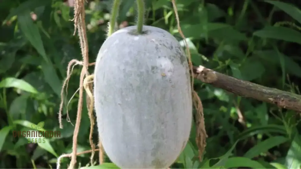 Ash Gourd Seeds for Gardening - High-Quality, Heirloom Seeds for a Bountiful Harvest in Your Home Garden - Image 4