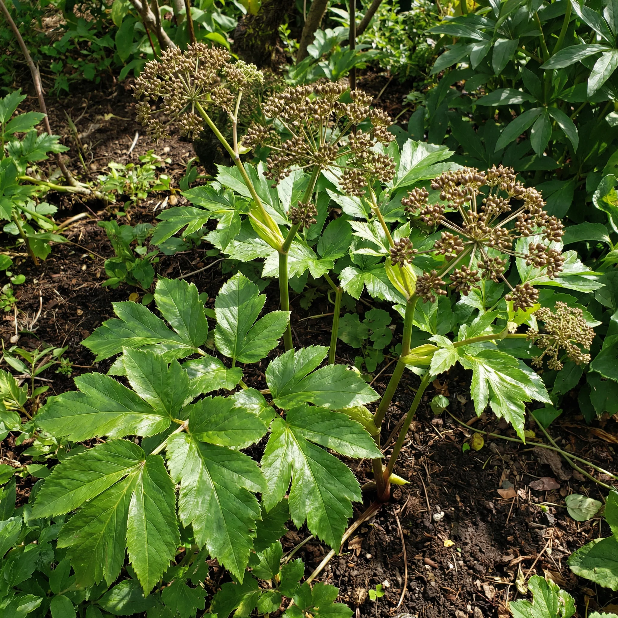 Ashitaba Green Leaf Seeds for Gardening and Kitchen Garden - Image 3