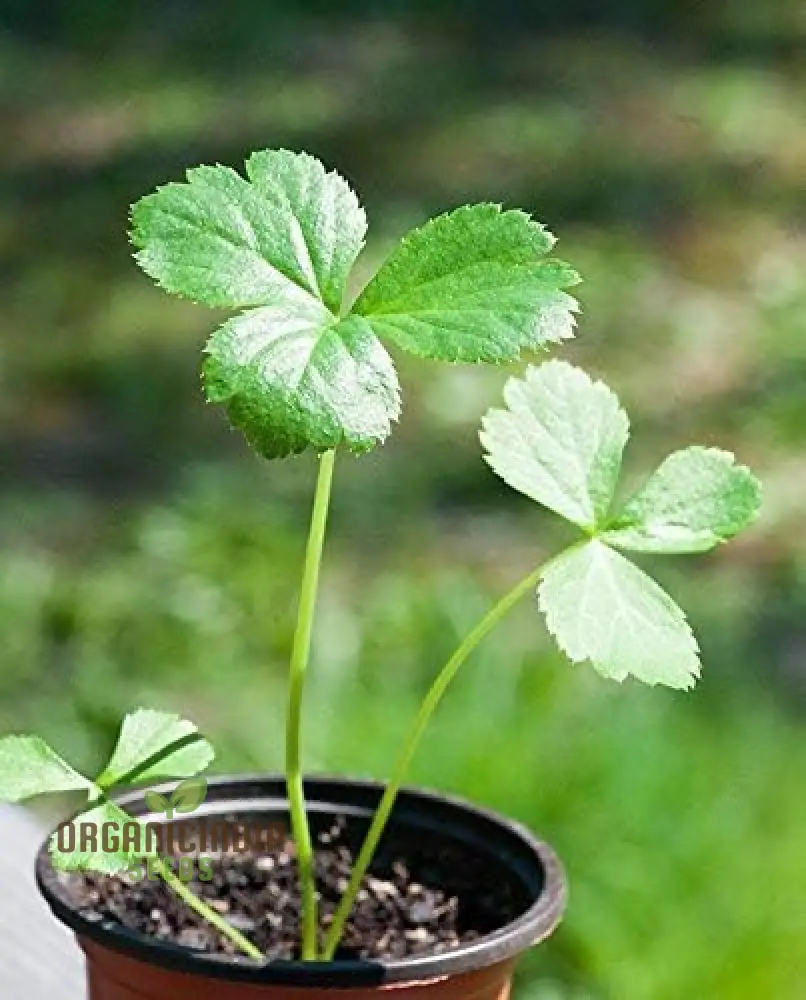 Ashitaba Plant seeds