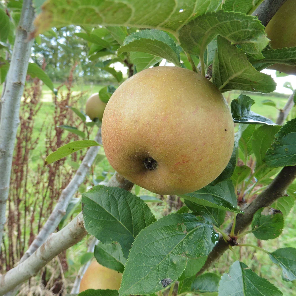 Ashmead’s Kernel Apple Seeds for Planting – Sweet-Tart Apples