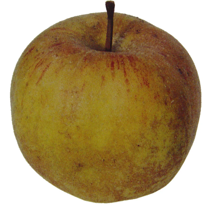 Ashmead’s Kernel Apple Seeds for Planting – Sweet-Tart Apples - Image 2