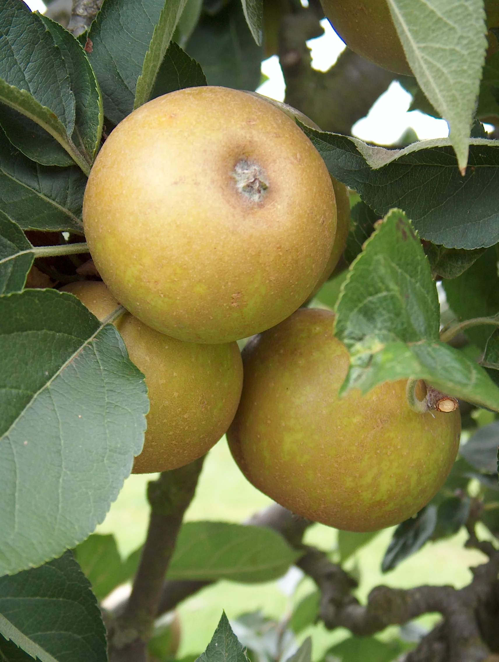 Ashmead’s Kernel Apple Seeds for Planting – Sweet-Tart Apples - Image 3