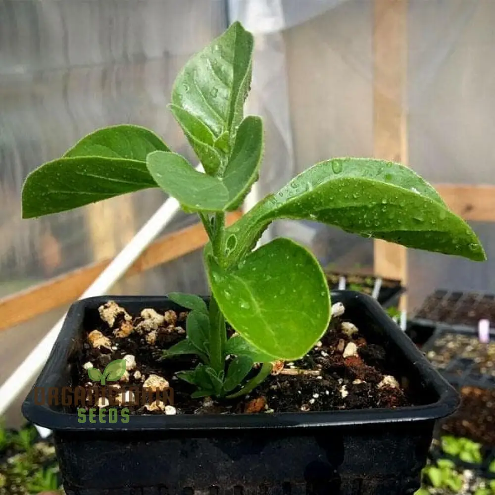 Ashwagandha Seeds – Elevate Your Gardening with Medicinal Herbs and Holistic Benefits