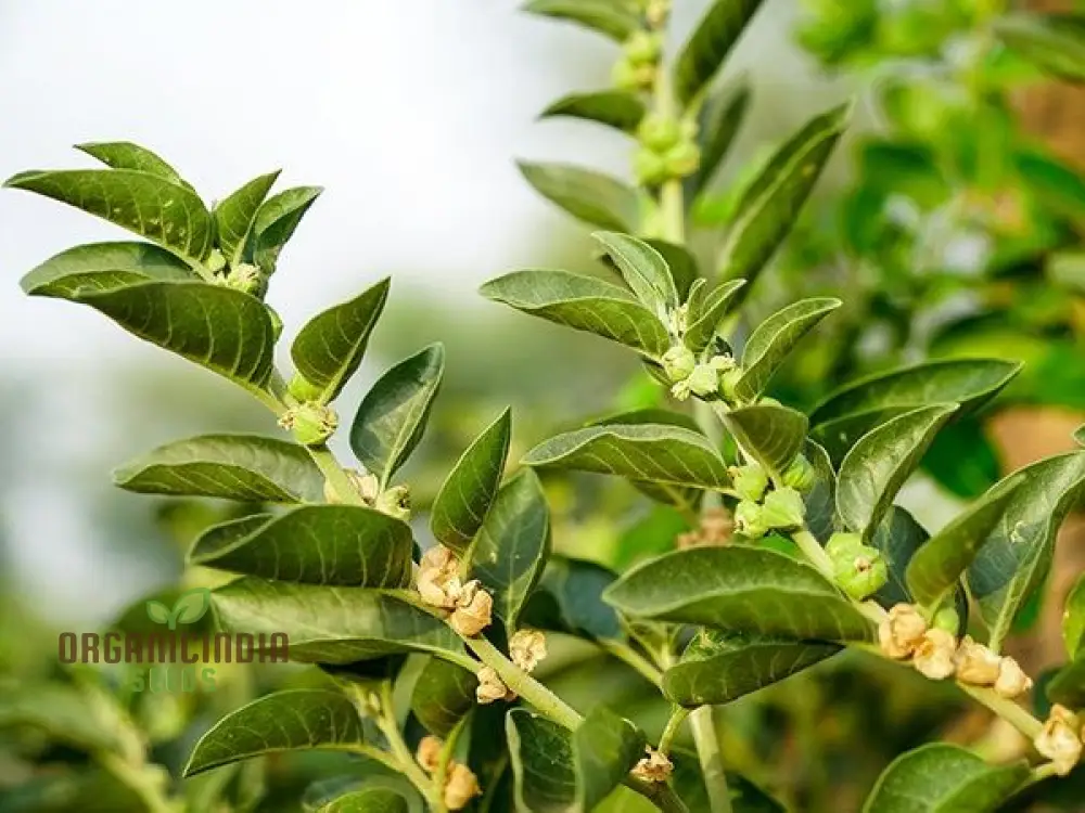 Ashwagandha Seeds – Elevate Your Gardening with Medicinal Herbs and Holistic Benefits - Image 3