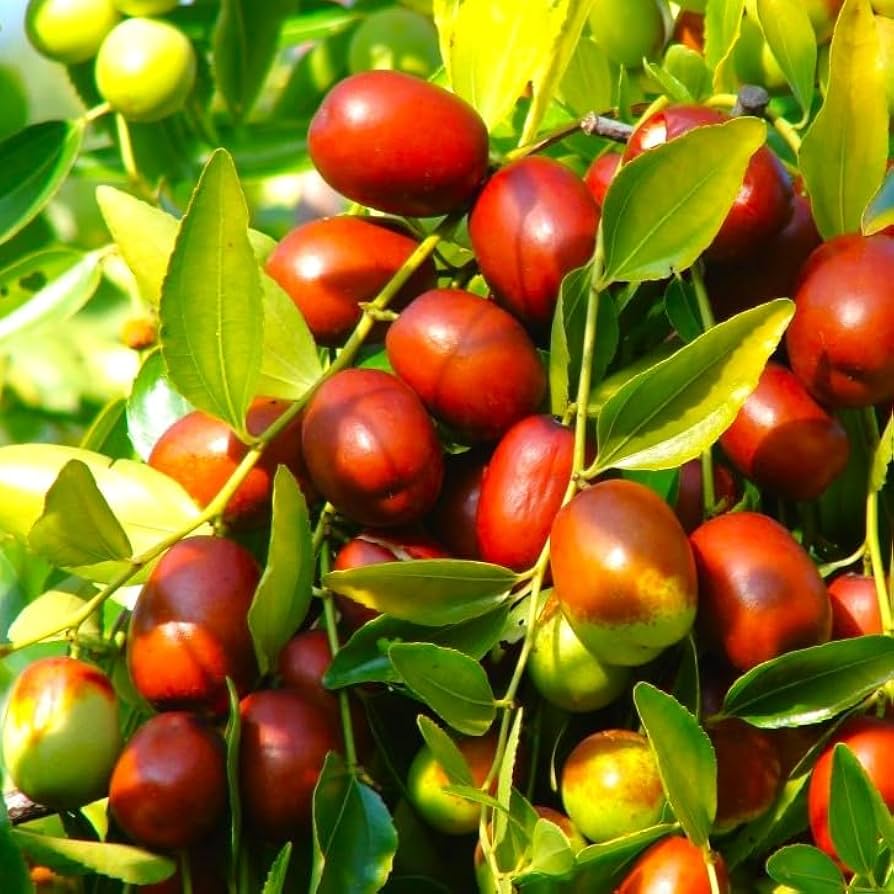 Asian Date Jujube Fruit Tree Seeds