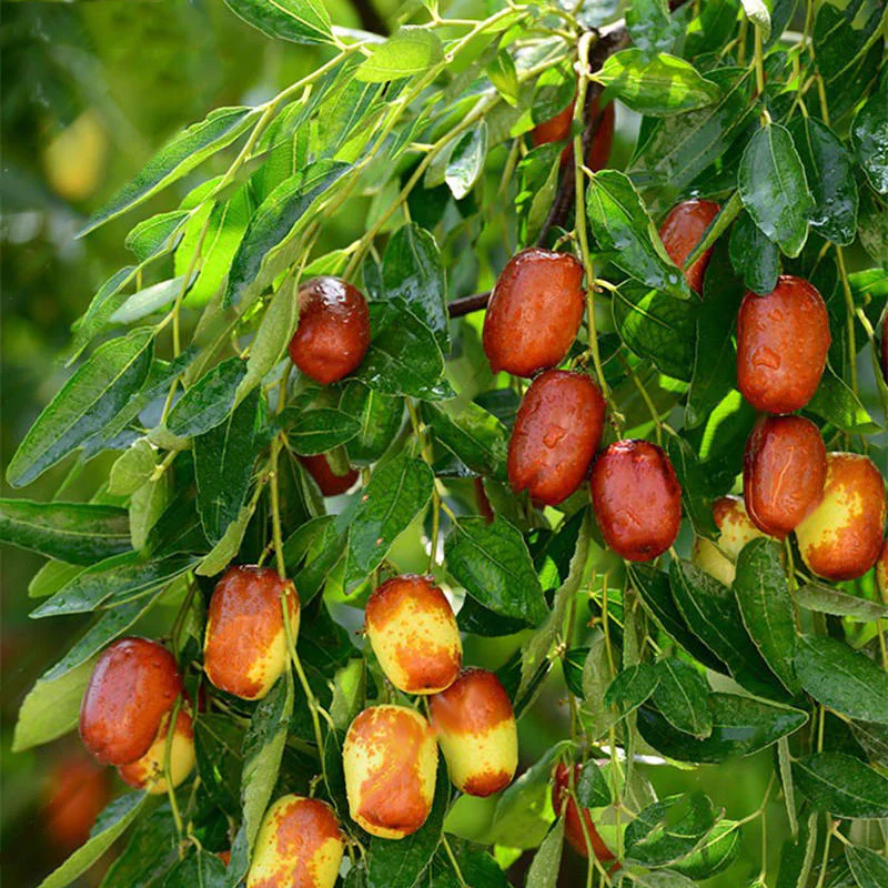 Asian Date Jujube Fruit Tree Seeds - Image 3
