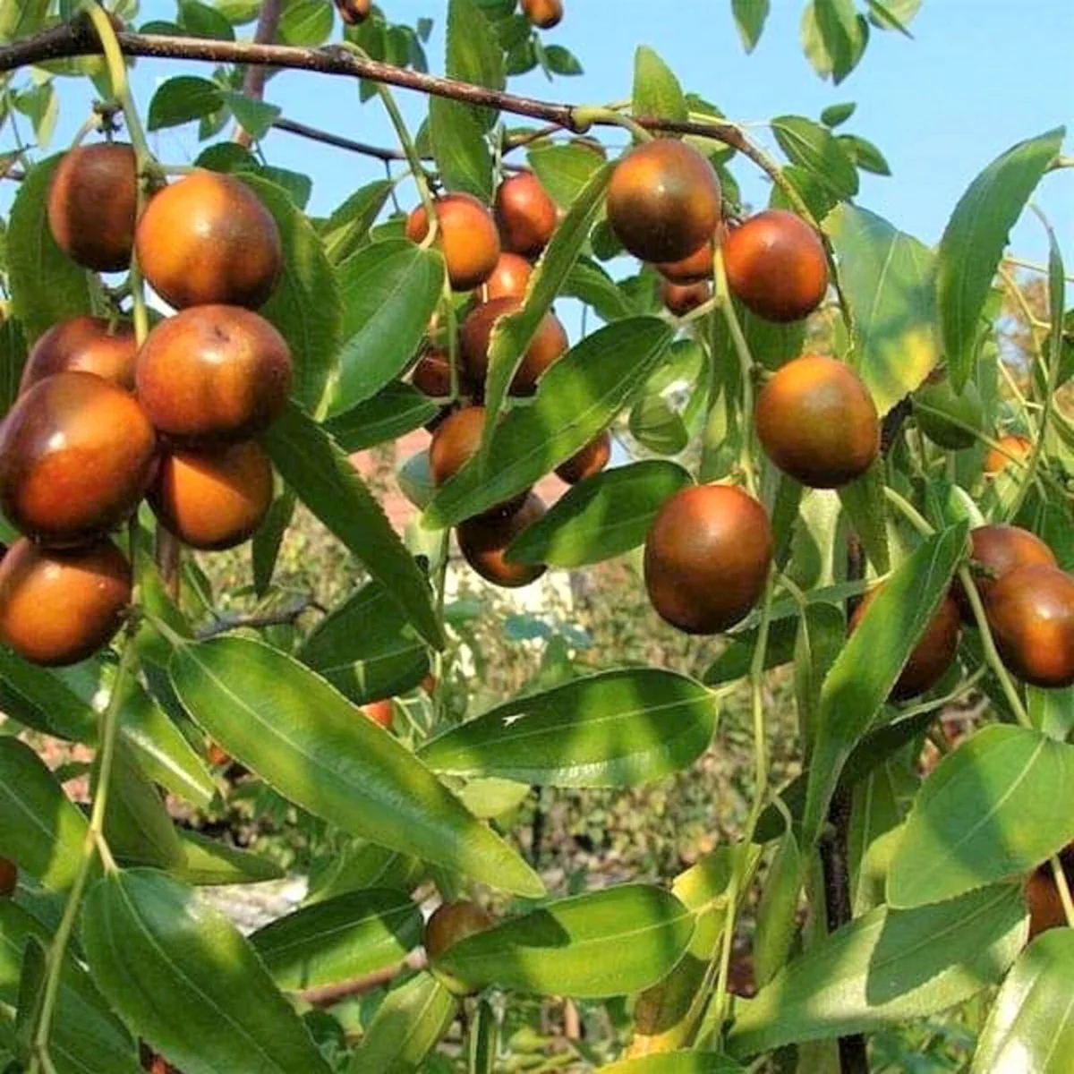 Asian Date Jujube Fruit Tree Seeds - Image 5