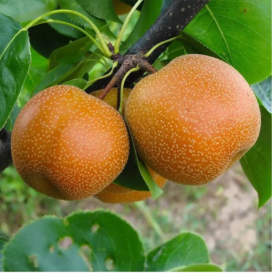 Asian Pear Fruit Seeds - Image 3