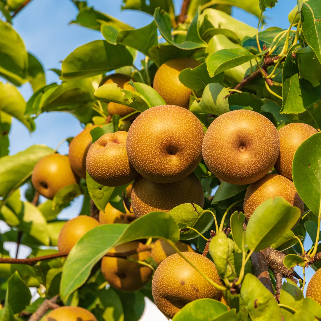 Asian Pear Tree (Pyrus pyrifolia) – Seeds