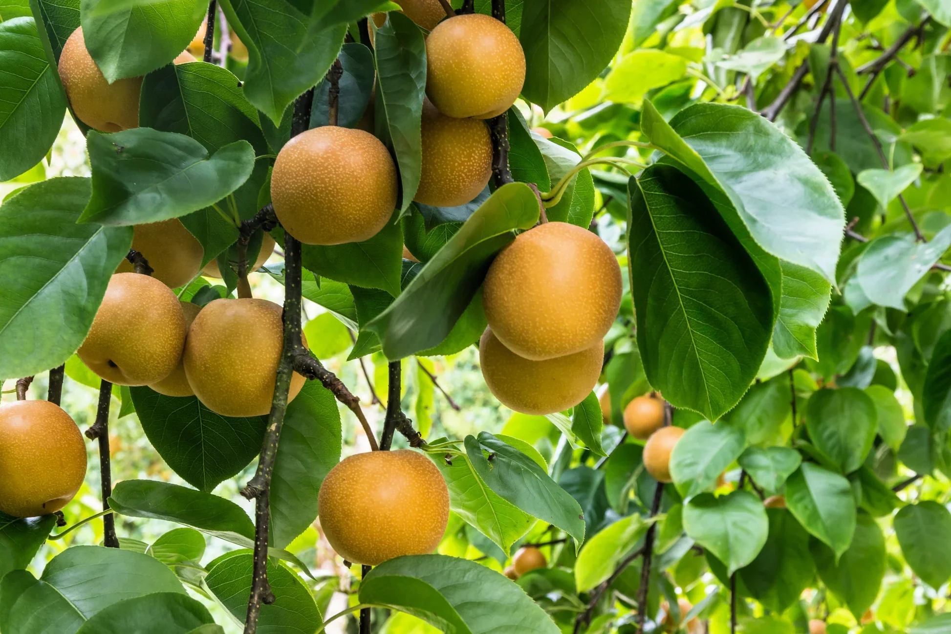 Asian Pear Tree (Pyrus pyrifolia) – Seeds - Image 4