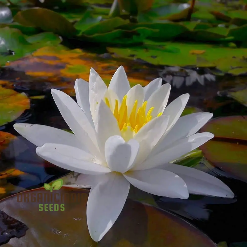 Asiatic White Lotus Seeds for Planting All Seasons, Easy to Grow, Perfect for Gardening - Image 4