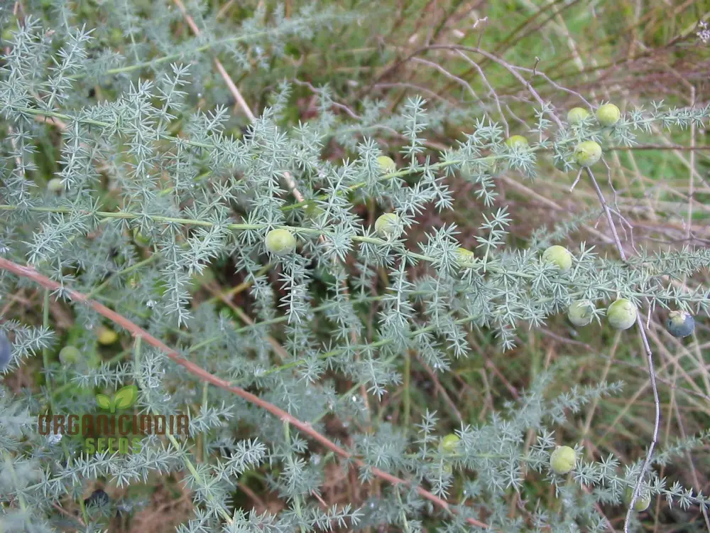 Asparagus Acutifolius Seeds For Planting: A Gardener's Guide to Cultivating Exquisite Wild Asparagus in Your Home Garden
