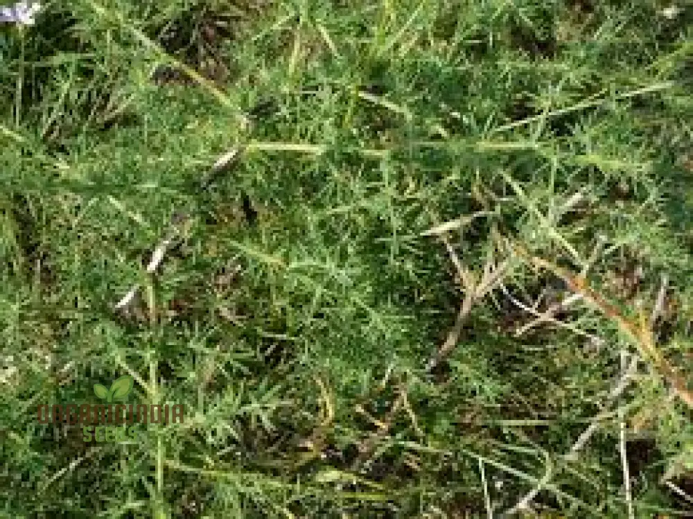 Asparagus Acutifolius Seeds For Planting: A Gardener's Guide to Cultivating Exquisite Wild Asparagus in Your Home Garden - Image 2