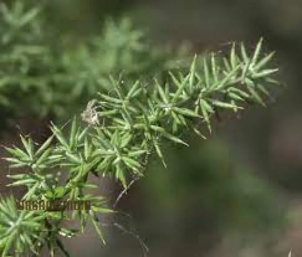 Asparagus Acutifolius Seeds For Planting: A Gardener's Guide to Cultivating Exquisite Wild Asparagus in Your Home Garden - Image 3