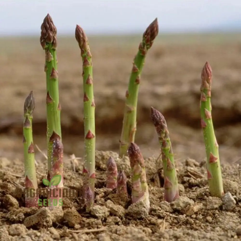 Asparagus Connover's Colossal Seeds For Planting, Grow Giant and Delicious Asparagus