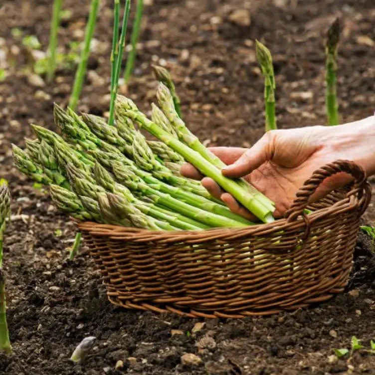 Asparagus Connover's Colossal Seeds For Planting, Grow Giant and Delicious Asparagus - Image 3