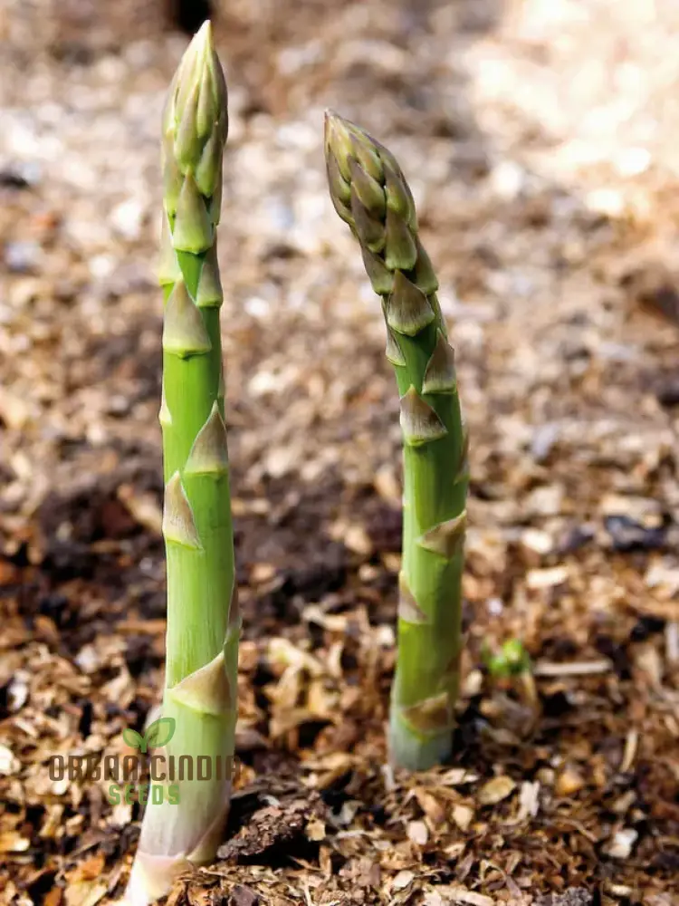 Asparagus Connover's Colossal Seeds For Planting, Grow Giant and Delicious Asparagus - Image 4