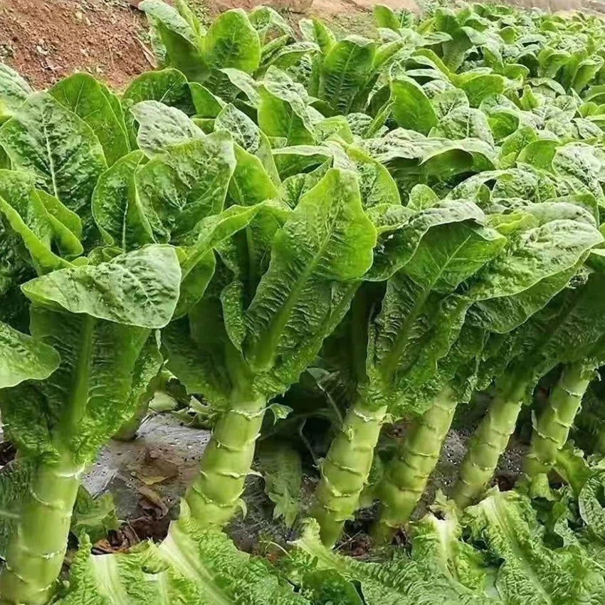 Asparagus Lettuce Seeds – Unique Leaf & Stem Variety for Gourmet Gardens