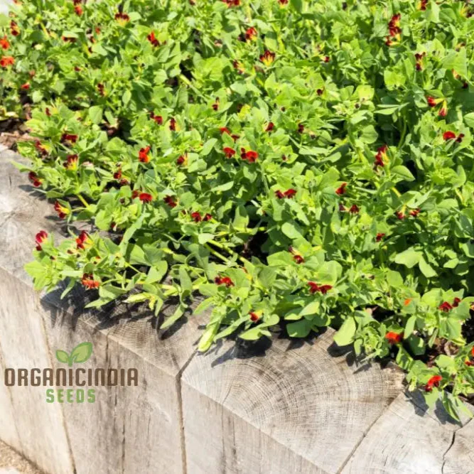 Asparagus Pea Seeds for Gardening | Grow Fresh and Flavorful Asparagus Peas