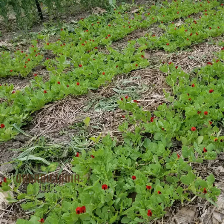 Asparagus Pea Seeds for Gardening | Grow Fresh and Flavorful Asparagus Peas - Image 3