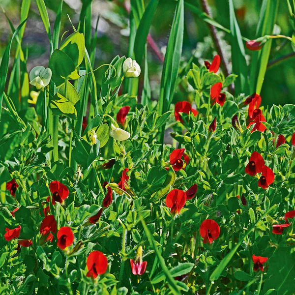 Asparagus Pea Seeds for Gardening | Grow Fresh and Flavorful Asparagus Peas - Image 4