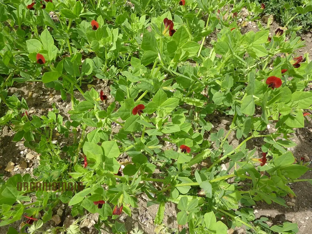 Asparagus Pea Seeds for Gardening | Grow Fresh and Flavorful Asparagus Peas - Image 5