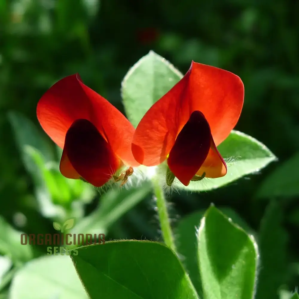 Asparagus Pea Seeds for Planting,Premium Quality Seeds for Home Gardeners