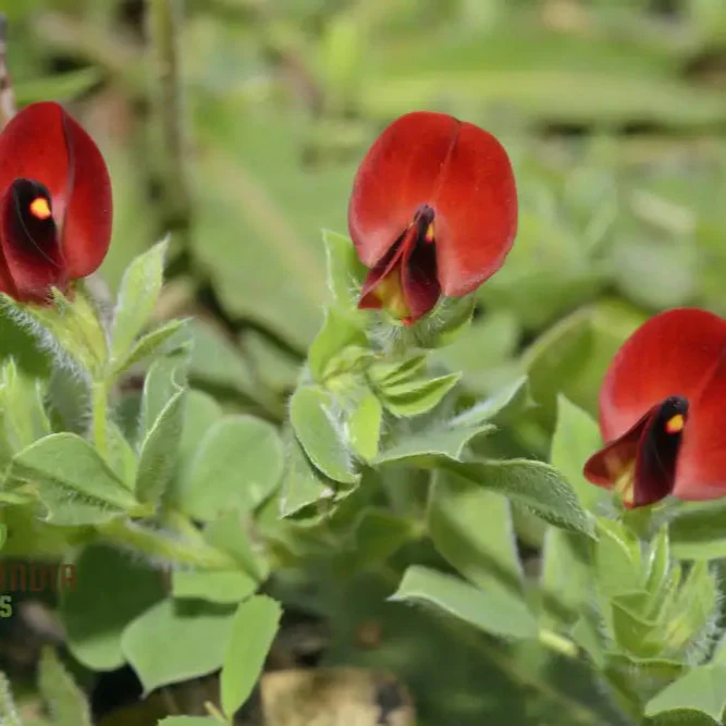 Asparagus Pea Seeds for Planting,Premium Quality Seeds for Home Gardeners - Image 3