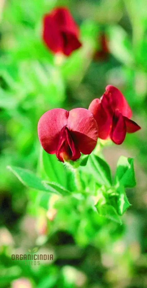 Asparagus Pea Seeds for Planting,Premium Quality Seeds for Home Gardeners - Image 4