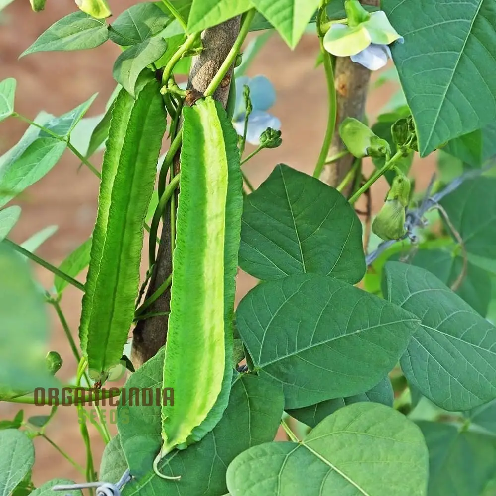 Asparagus Pea Vegetable Seeds For Planting, Unique and Flavorful Vegetable for an Exciting Garden Harvest