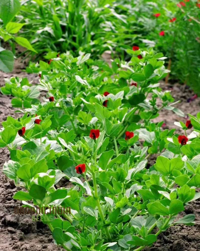 Asparagus Pea Vegetable Seeds For Planting, Unique and Flavorful Vegetable for an Exciting Garden Harvest - Image 4