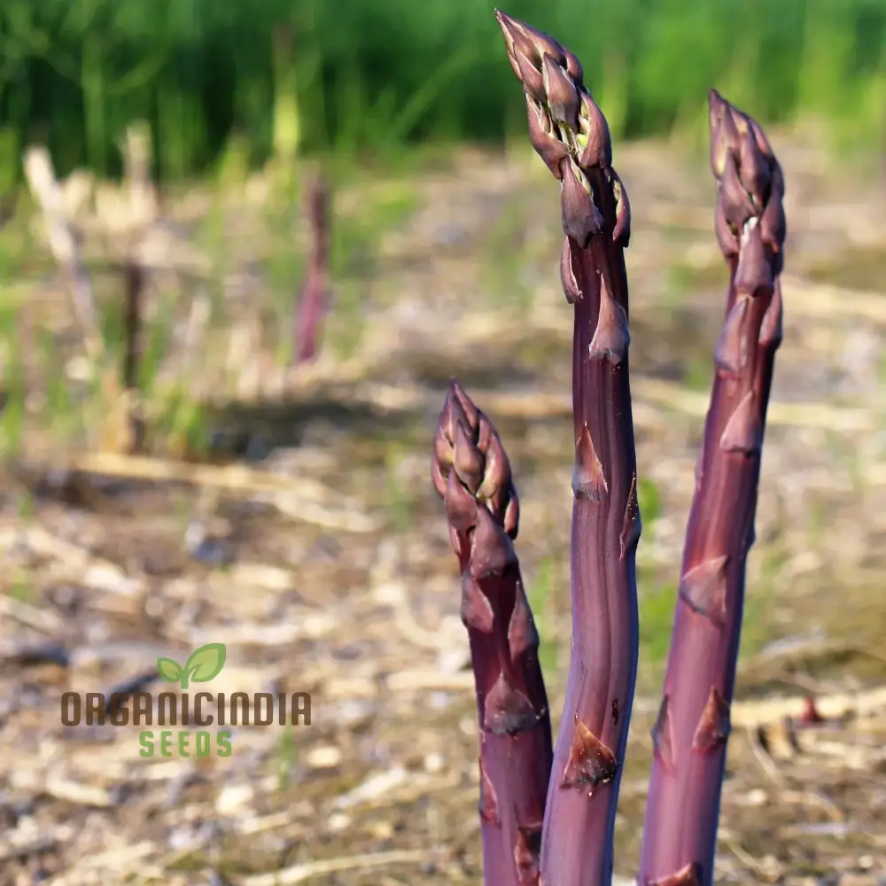 Asparagus Purple Vegetable Seeds For Planting, Grow Unique and Flavorful Purple Asparagus