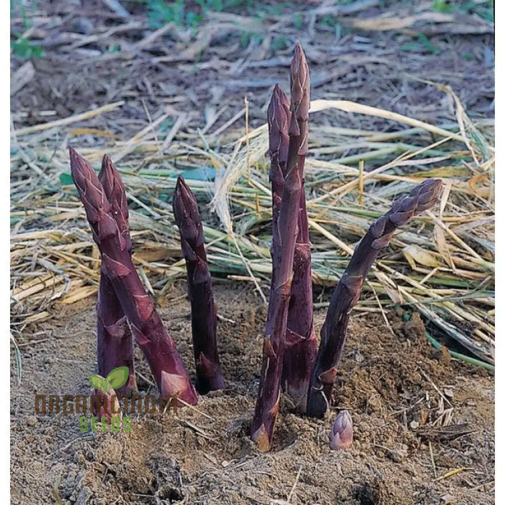 Asparagus Purple Vegetable Seeds For Planting, Grow Unique and Flavorful Purple Asparagus - Image 3