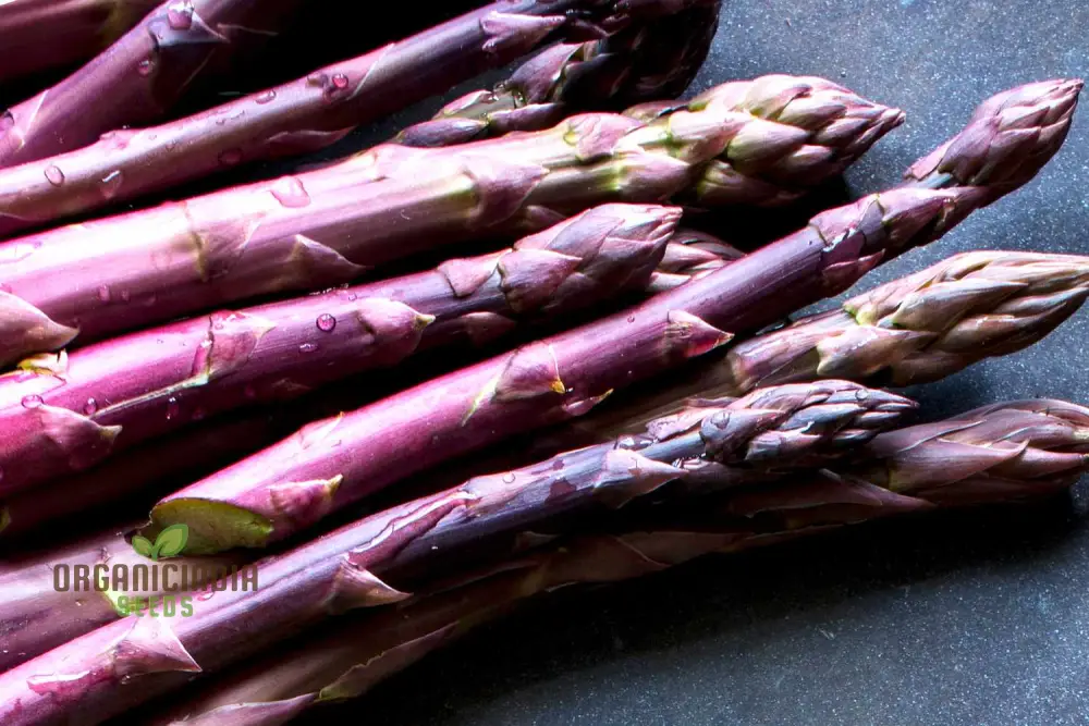 Asparagus Purple Vegetable Seeds For Planting, Grow Unique and Flavorful Purple Asparagus - Image 4