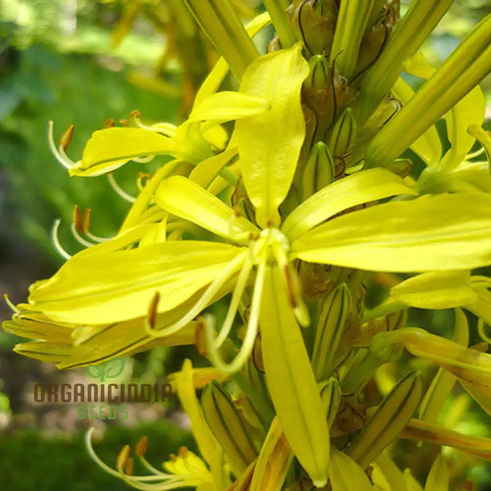 Asphodeline Liburnica Seeds For Planting - The Perfect Perennial Plant for Stunning Yellow Spikes and Low Maintenance Beauty