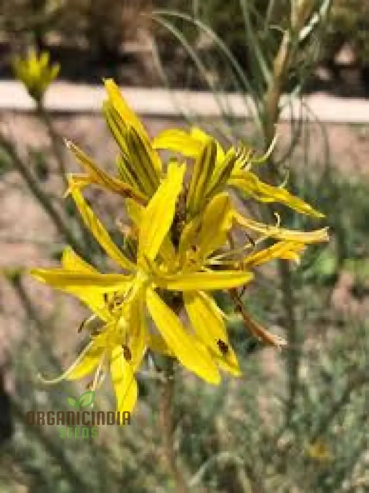 Asphodeline Liburnica Seeds For Planting - The Perfect Perennial Plant for Stunning Yellow Spikes and Low Maintenance Beauty - Image 2