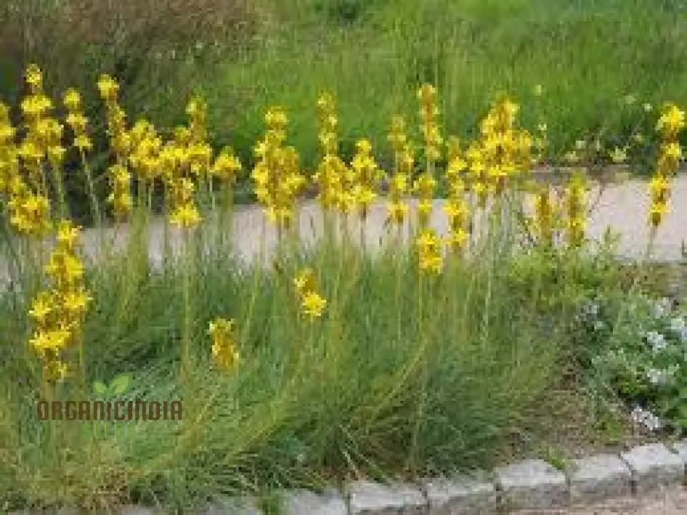 Asphodeline Liburnica Seeds For Planting - The Perfect Perennial Plant for Stunning Yellow Spikes and Low Maintenance Beauty - Image 3