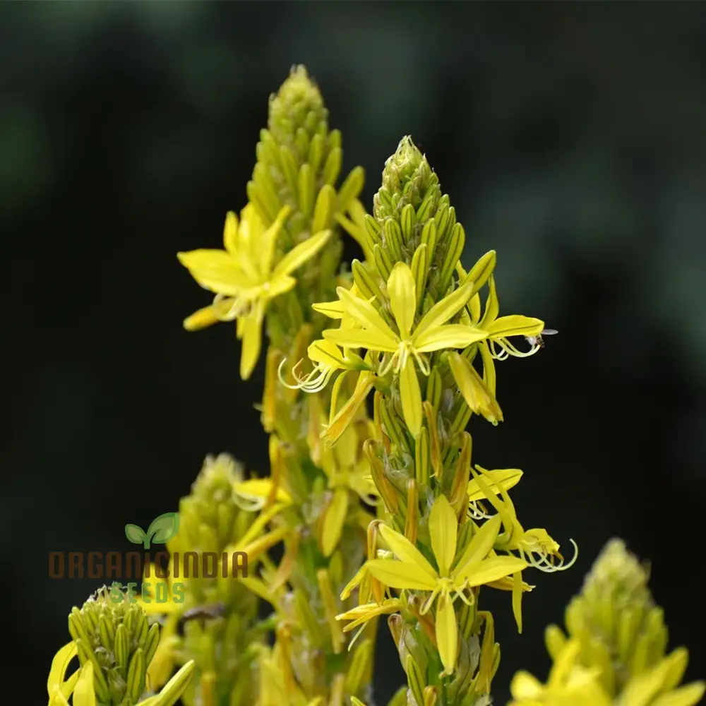 Asphodeline Lutea Seeds For Planting: The Majestic Perennial for Stunning Yellow Blooms and Lush Foliage"
