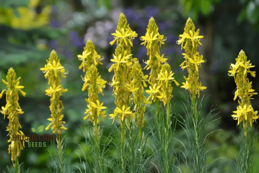 Asphodeline Lutea Seeds For Planting: The Majestic Perennial for Stunning Yellow Blooms and Lush Foliage" - Image 3