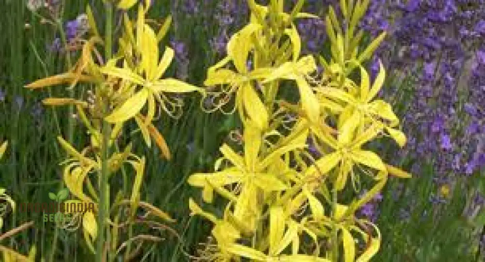 Asphodeline Lutea Seeds For Planting: The Majestic Perennial for Stunning Yellow Blooms and Lush Foliage" - Image 4