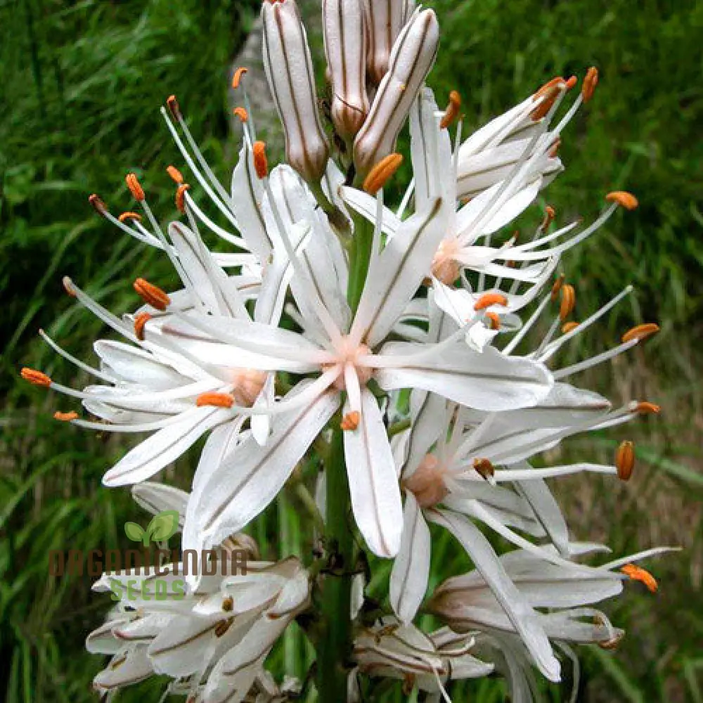 Asphodelus Albus Seeds – White Asphodel Variety for Serene and Low-Maintenance Landscapes