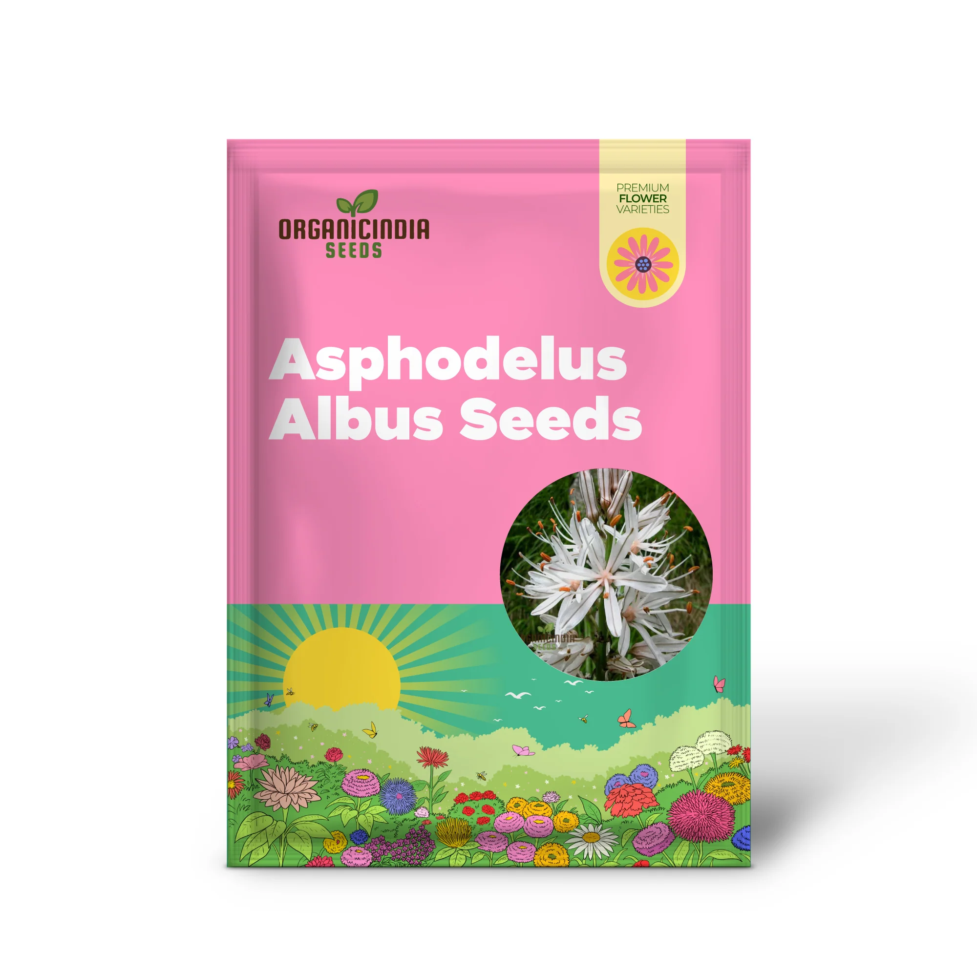 Asphodelus Albus Seeds – White Asphodel Variety for Serene and Low-Maintenance Landscapes - Image 2