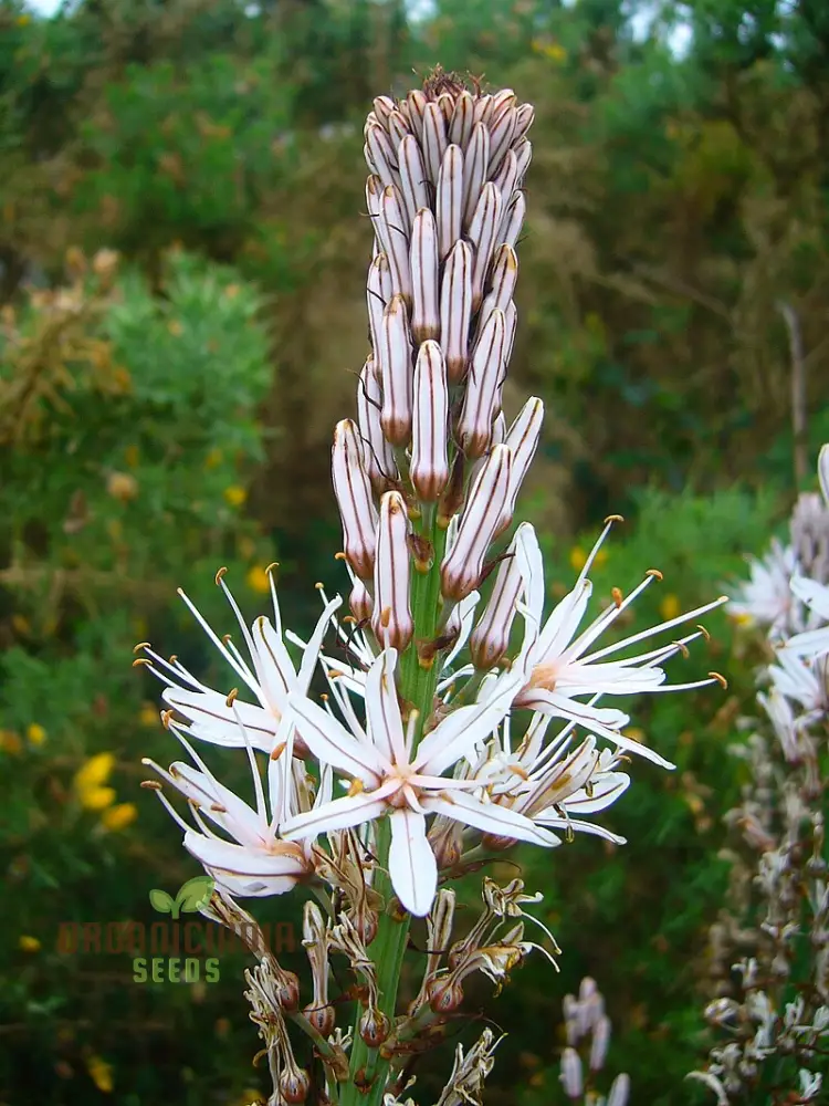 Asphodelus Albus Seeds – White Asphodel Variety for Serene and Low-Maintenance Landscapes - Image 3