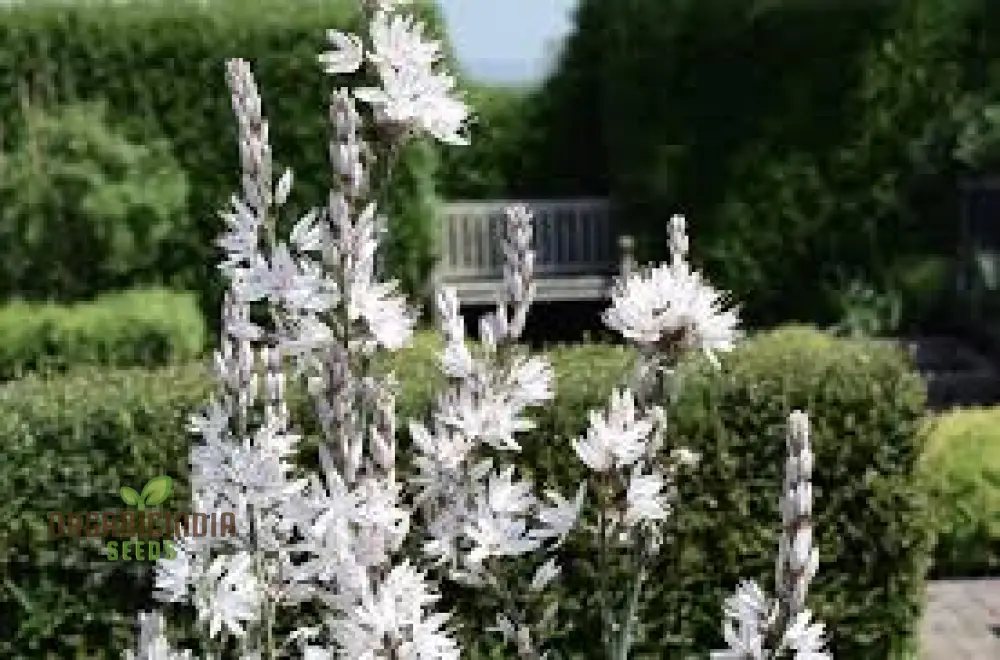 Asphodelus Albus Seeds – White Asphodel Variety for Serene and Low-Maintenance Landscapes - Image 4