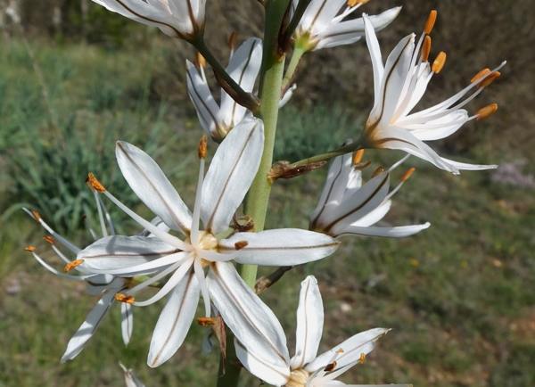 Asphodelus Albus Seeds – White Asphodel Variety for Serene and Low-Maintenance Landscapes - Image 5