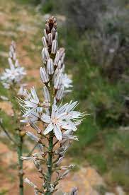 Asphodelus Albus Seeds – White Asphodel Variety for Serene and Low-Maintenance Landscapes - Image 6