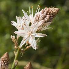 Asphodelus Albus Seeds – White Asphodel Variety for Serene and Low-Maintenance Landscapes - Image 7
