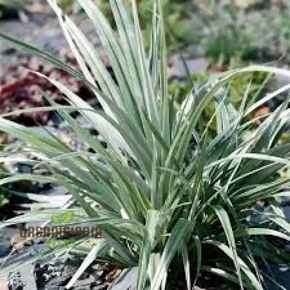 Astelia Banksii Seeds For Planting - A Lush and Striking Addition to Your Outdoor Space